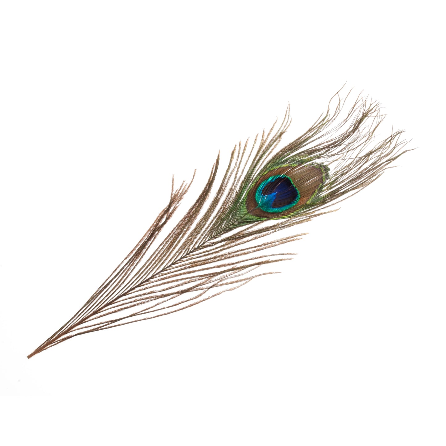 Peacock Feathers